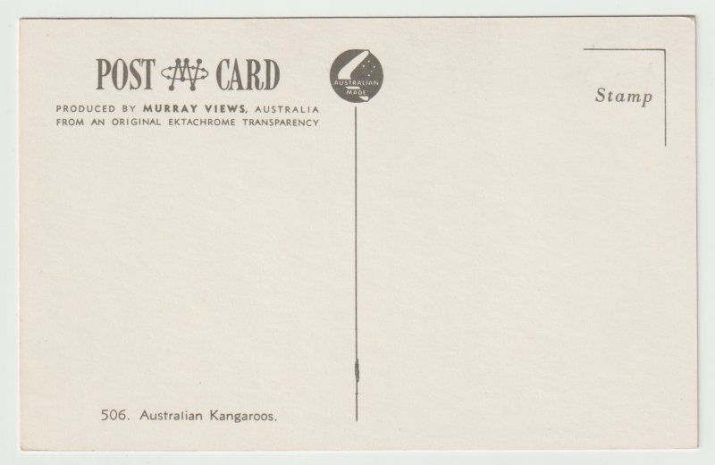 Kangaroos - Australia