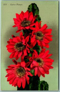 Cactus Flower in Bloom UNP Unused DB Postcard G12