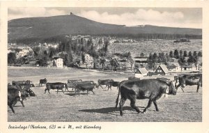 Lot361 braunlage oberharz mit nurmberg cow  germany