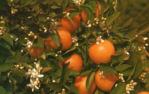 Vintage Postcard 1975 Branch of Orange Tree Blooming and Bearing Fruit Florida