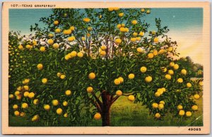 TX-Texas, Grapefruits Hang Heavy on The Trees, Vintage Postcard