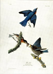 John James Audubon Birds Print Eastern Bluebird Book Plate 113