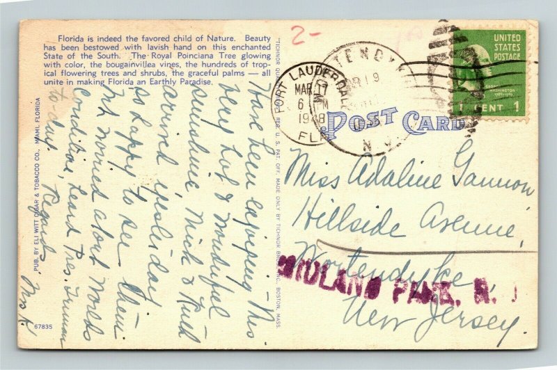 Miami FL-Florida, Royal Poinciana Tree, Bougainvillea Vines,Linen c1948 Postcard