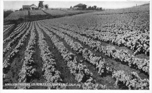 California Santa Cruz Los Robles C-1910 Horticulture Farm RPPC Postcard 22-5601