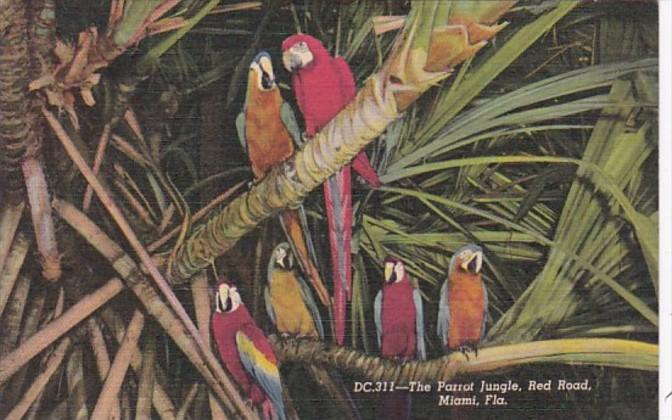 Florida Miami Colorful Macaws Parrot Jungle Red Road Curteich