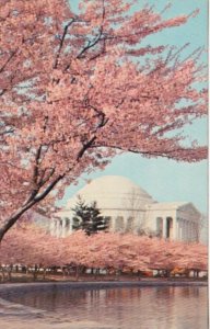 Washington D C Jefferson Memorial With Cherry Blossoms