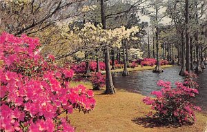 Greensfield Gardens in Bloom Wilmington, North Carolina NC