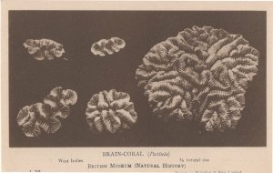 Brain Coral Antique Sealife Natural History Museum Postcard