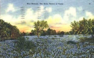 Bluebonnets, State Flower - Misc, Texas TX  