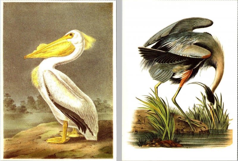 2~4X6 Postcards  WHITE PELICAN & GREAT BLUE HERON  1987 John Audubon Birds