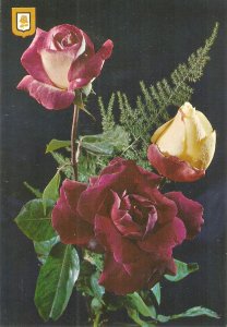 Beautiful roses Nice modern Spanish postcard. Continental size