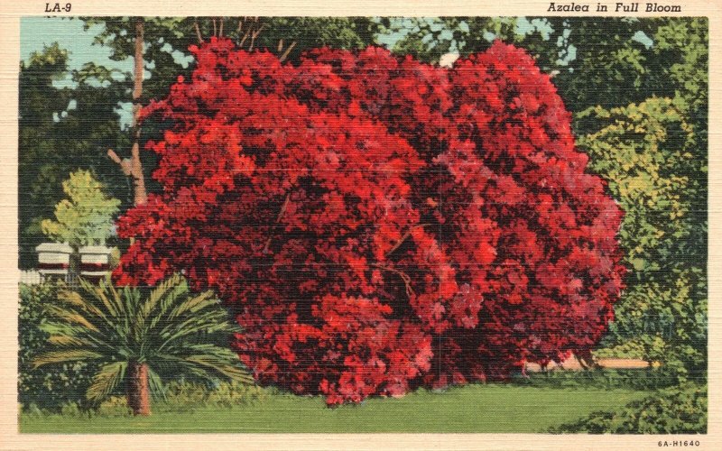 Vintage Postcard 1930's Azalea In Full Bloom Blossoms Red Flowers Floral Artwork