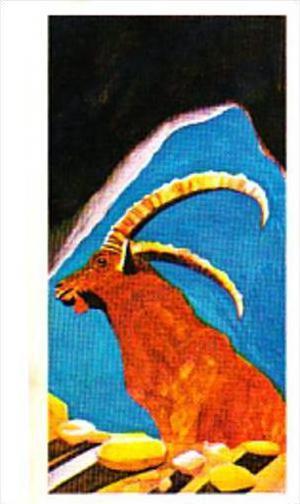 Brooke Bond Tea Trade Card Vanishing Wildlife No 3 Pyrenean Ibex