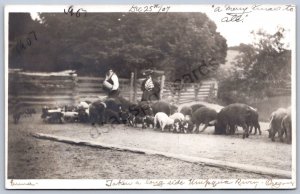 K45/ Umpqua River Oregon RPPC Postcard c1910 Pig Hog Farm Pen 149