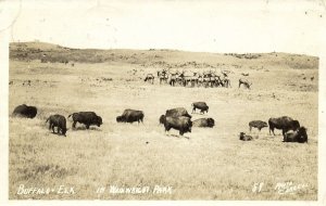 canada, Wainwright Park, Alberta, Buffalo Elk (1928) RPPC Postcard