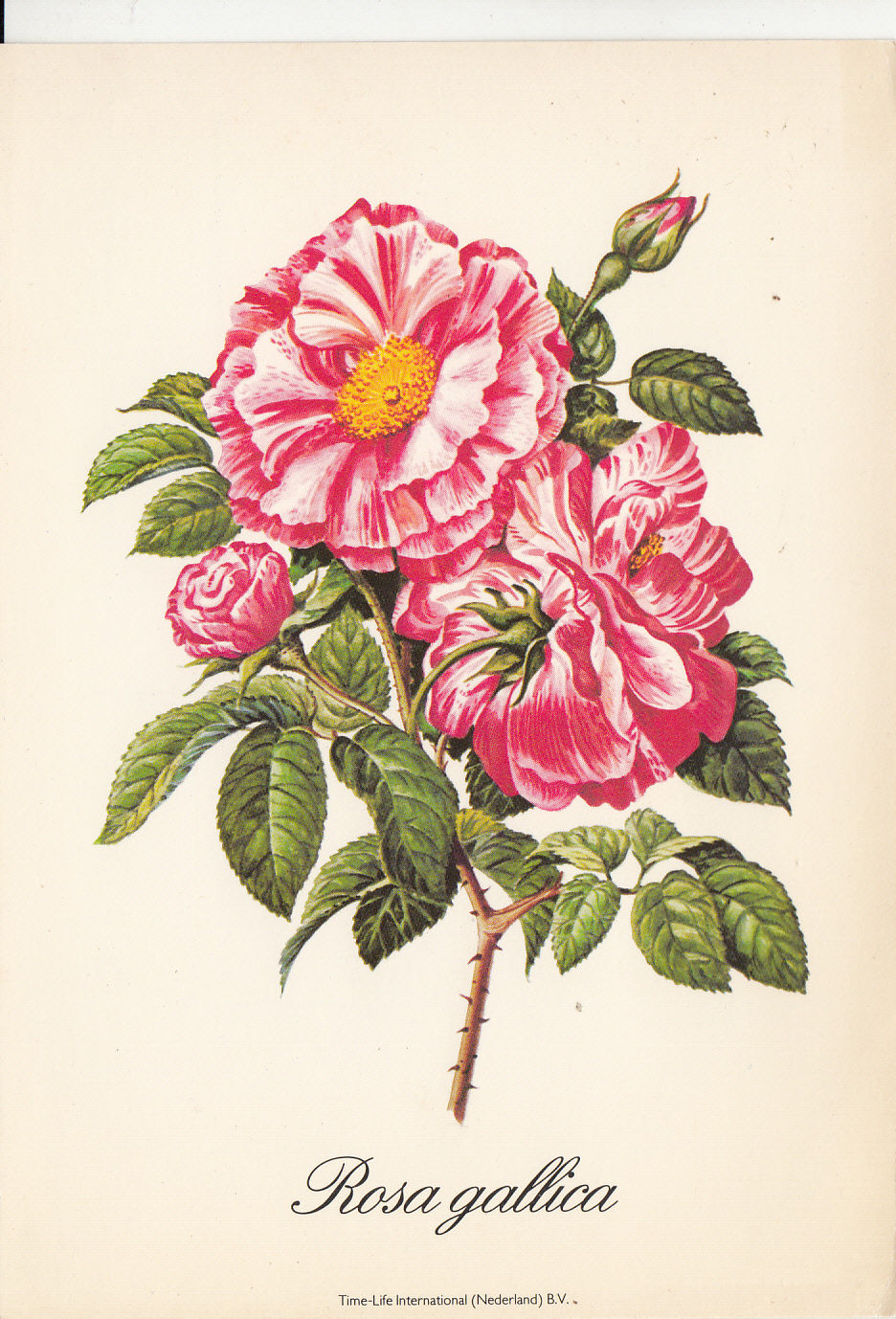 Rosa Gallica The Gallic Rose French Rose Or Rose Of Provins Flowers Hippostcard