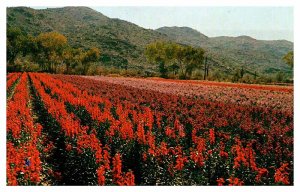 Postcard GARDEN SCENE Phoenix Arizona AZ AS0141