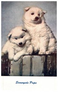 Dog , Samoyede Puppies