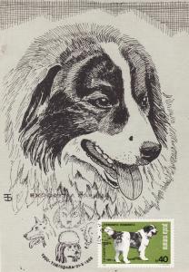 MAXI CARD ROMANIA ROMANIAN SHEEPHERD DOG CHIEN ciobanesc romanesc carpatin