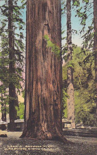 Giant Redwood Trees Lane's Redwood Flat On Redwood Highway California Handcol...