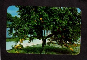 FL Orange Grove Court Cabins Motel Estero nr Fort Ft Myers Florida Postcard