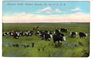 Herd of Herford Cattle Western Canada on Line of CPR