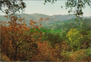 China Postcard - Fragrance Hill, Hsiangshan RR11663