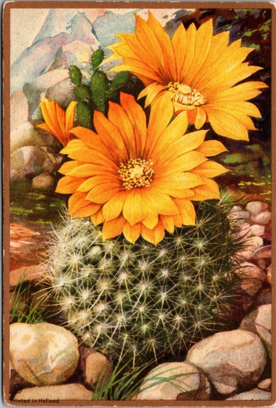 BARREL CACTUS IN BLOOM - FLOWER - VINTAGE POSTCARD 