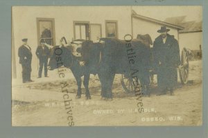 Osseo WISCONSIN RPPC 1910 COW CART Main Street COWS nr Eau Claire Augusta Hixton