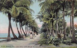 Florida Palm Beach Lake Drive North Through The Cocanut Trees