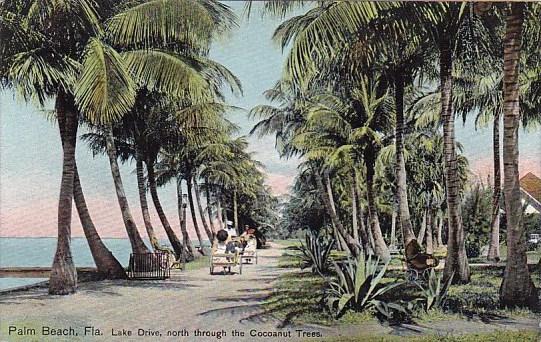 Florida Palm Beach Lake Drive North Through The Cocanut Trees