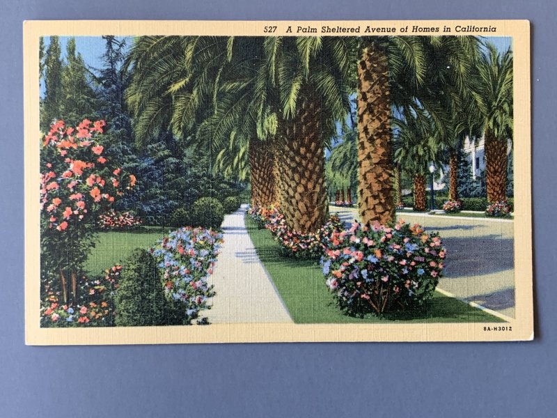A Palm Sheltered Avenue Of Homes CA Linen Postcard A11498083712