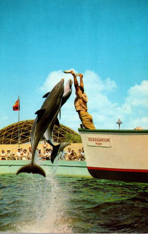 Florida Miami Seaquarium Jumping Porpoise 1963