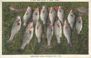 E4346 WI, Sturgeon Bay Days Catch Postcard