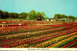 Michigan Holland Nelis Tulip Farm