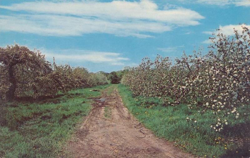 Annual Apple Blossom Festival - Williamson, Wayne County NY, New York