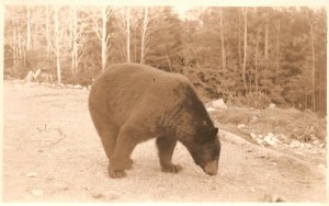 Vintage Postcard 1900's Washington Native Big Bear in Forest Animal Wild Bear