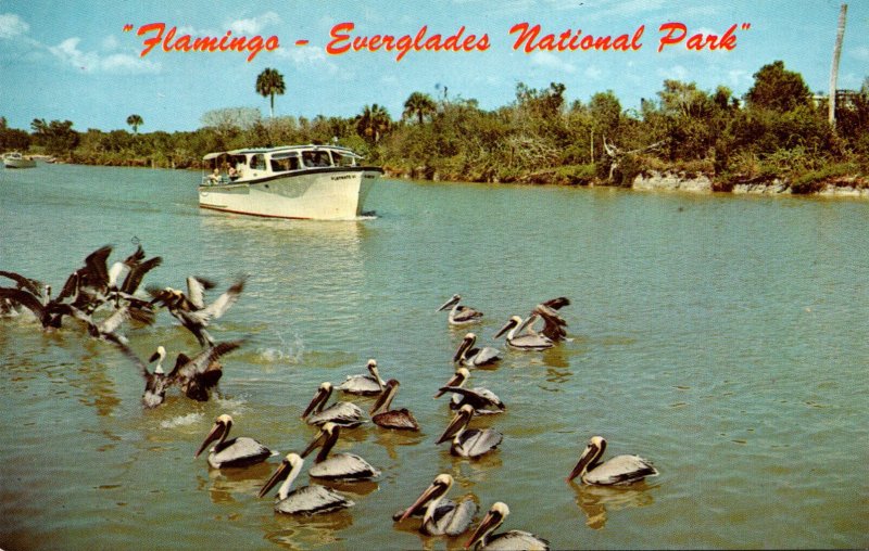 Florida Everglades Flamingo Canal With Huge Flock Of Pelicans