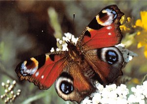 Peacock Butterfly   Switzerland 