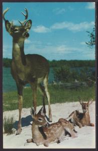 Deer and Two Fawn Postcard