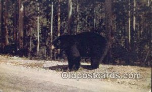 Adirondack Mountains, NY USA Bear Postcard