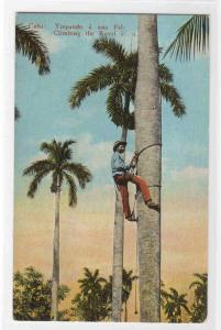 Climbing the Royal Palm Cuba 1910c postcard