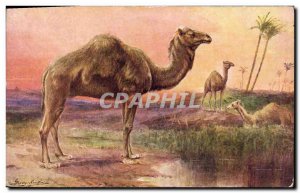 Old Postcard Camel