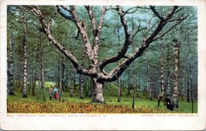 Postcard NH White Mountains Intervale - The Wizard Tree