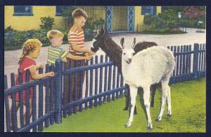 Children & Llamas Belle Isle Zoo unused c1940's