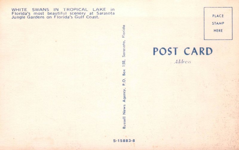 White Swans,Sarasota Jungle Gardens,FL BIN