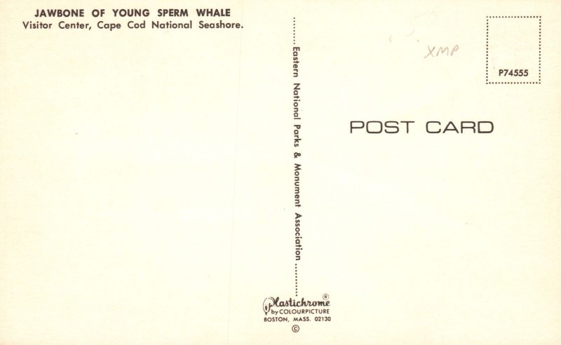 Vintage Postcard Jawbone Young Sperm Whale Visitor Center Cape Cod Massachusetts 