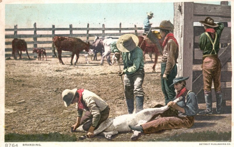 Vintage Postcard 1915 Branding Animals in the Ranch Cowboys Detroit Publishing