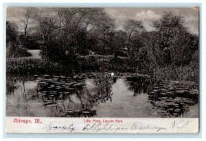 1906 Chicago IL, View Of Lilly Pond Lincoln Park Posted Antique Postcard 