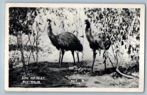 Australia Postcard View of Emu and Nest c1930s Vintage Unposted RPPC Photo